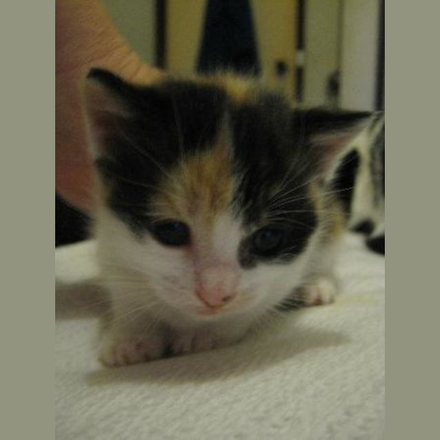 Photo of Mary Mac Killop