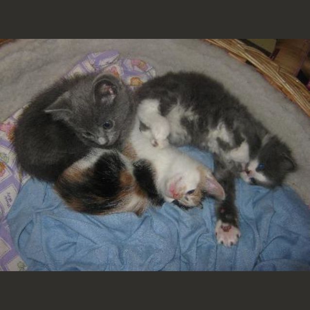 Photo of Brother Dumphrey