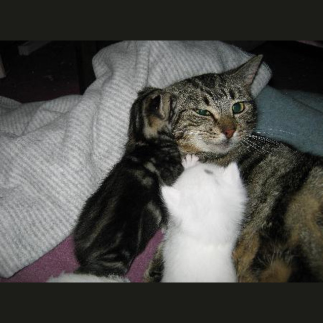 Photo of Natasha *Pending Adoption*