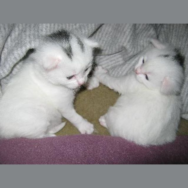 Photo of Nanushka *Pending Adoption*