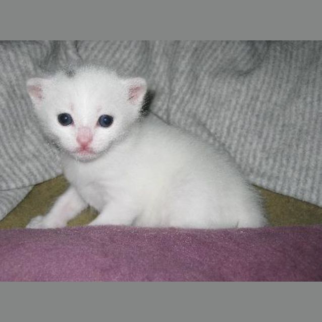 Photo of Nanushka *Pending Adoption*