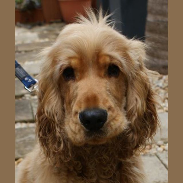 Photo of Ollie