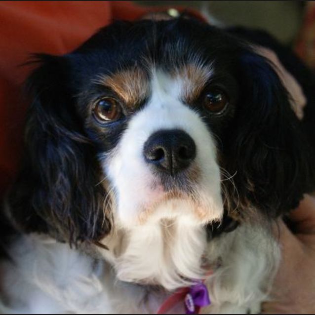 Photo of Ruby