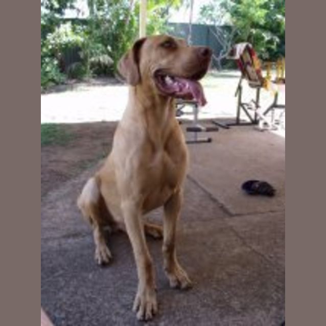 Photo of Beau