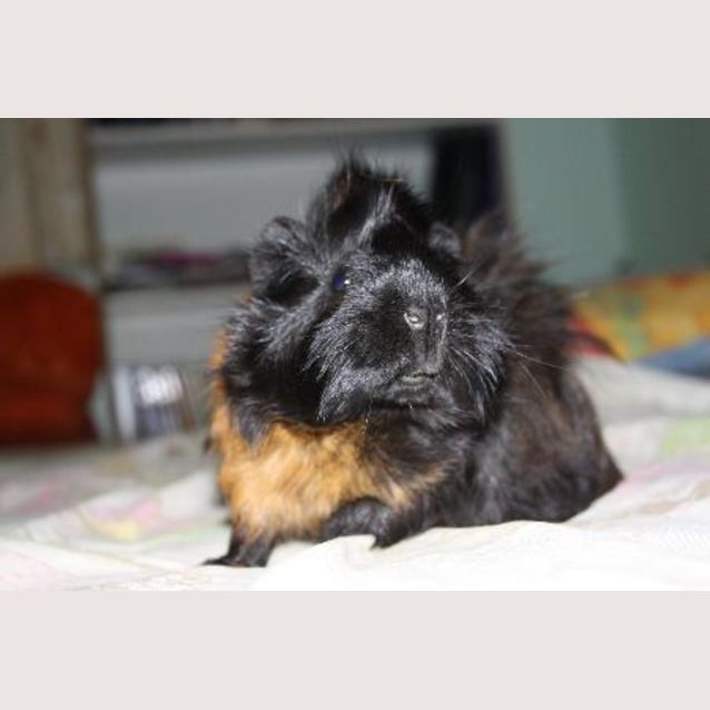 Photo of Barney