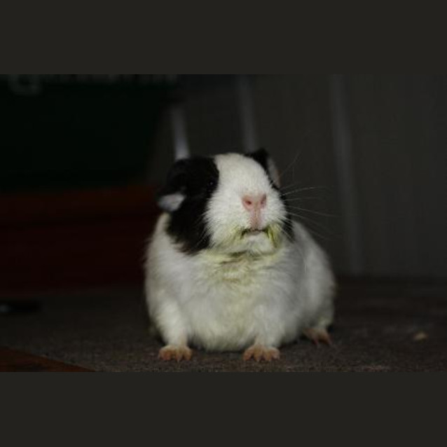 Photo of Sunny