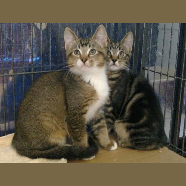 Photo of Tabby Male Kittens