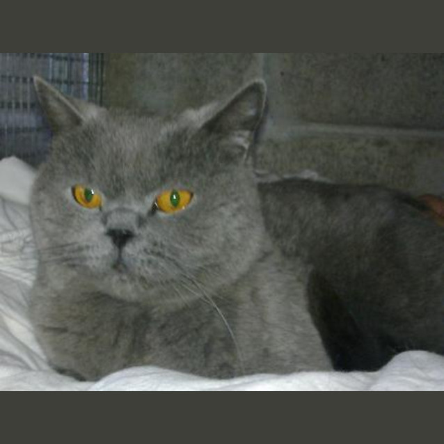 Photo of Indie