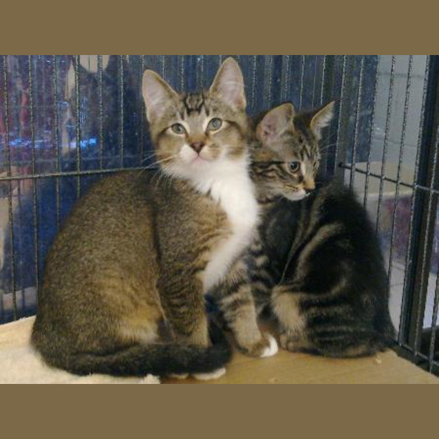 Photo of Tabby Male Kittens