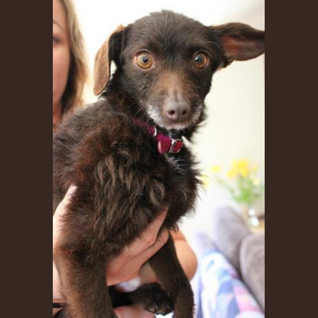 Photo of Chocky