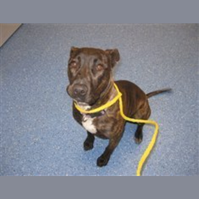 Photo of Bonnie   Adoption Pending