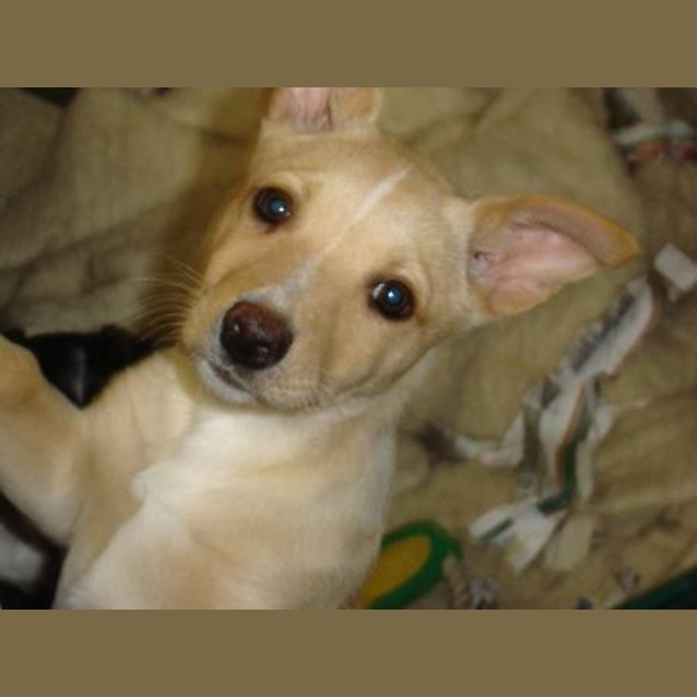 Photo of Adoption Pending  Ripley On Hold