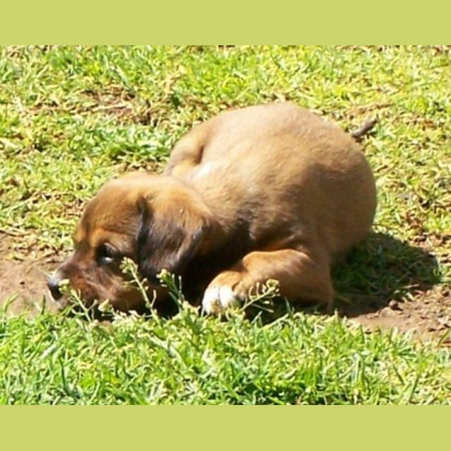 Photo of Adoption Pending   Nelson