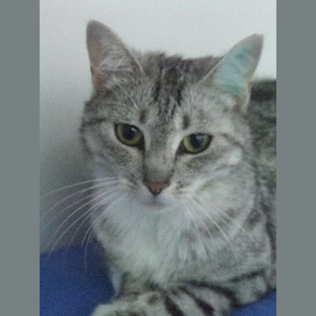 Photo of Bella "C5015"