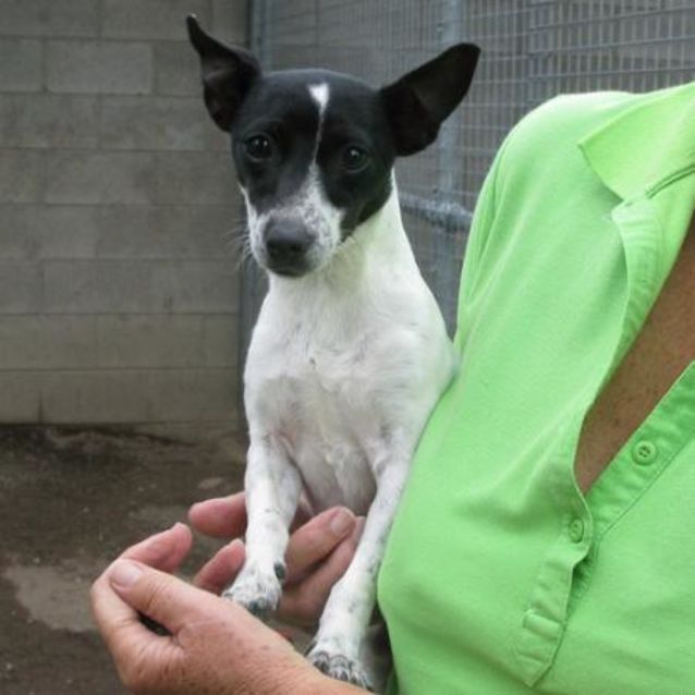 Photo of Lady