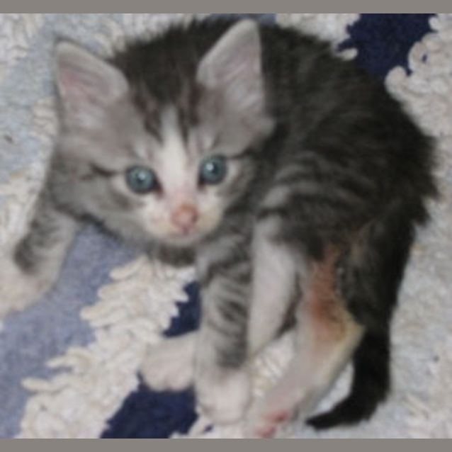Photo of Gillicat 