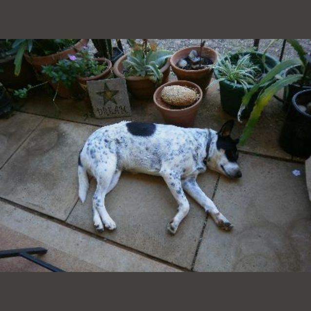 Photo of Banjo
