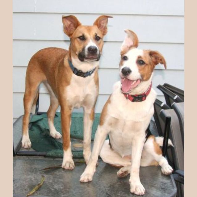 Photo of Roxy & Rahni  *Carer Needed*