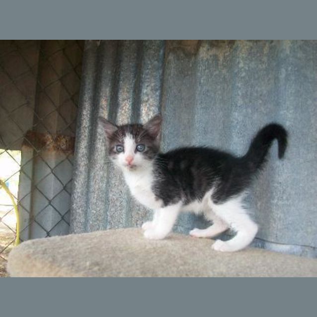 Photo of Jinx