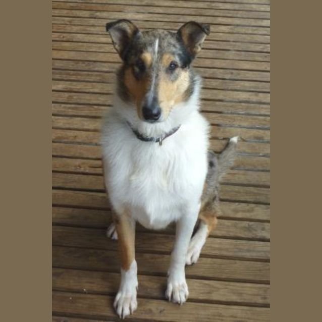 Photo of Beau Has Been Adopted