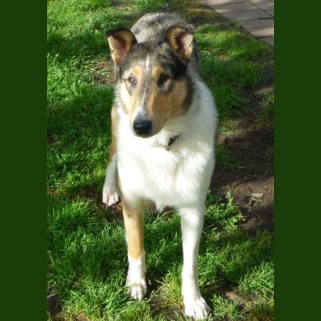 Photo of Beau Has Been Adopted