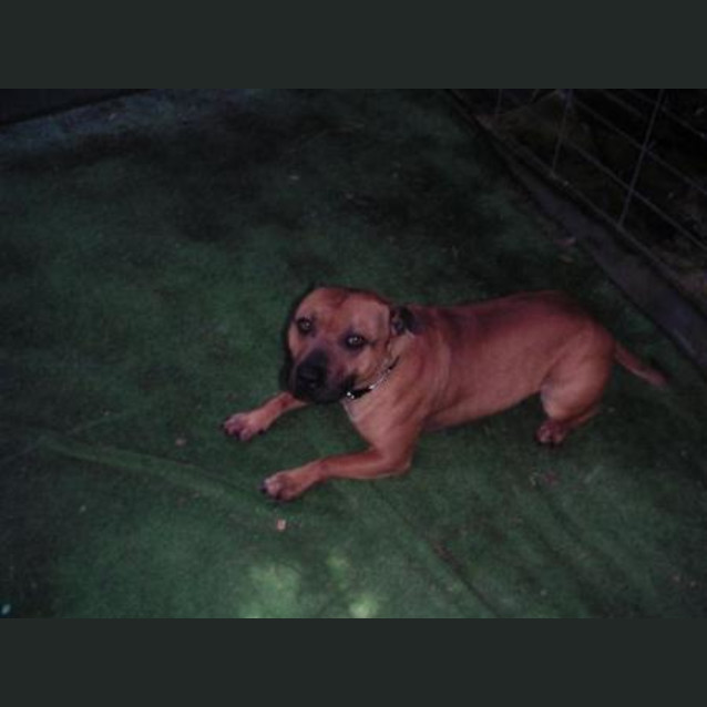 Photo of Chilli