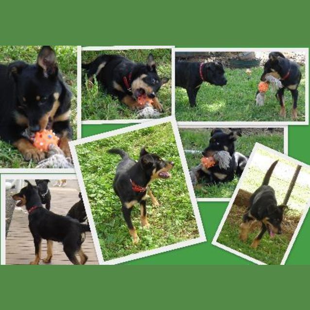 Photo of Adoption Pending Bob