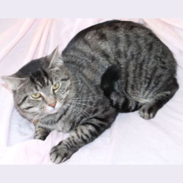Photo of Random (C1496) **Adopted**