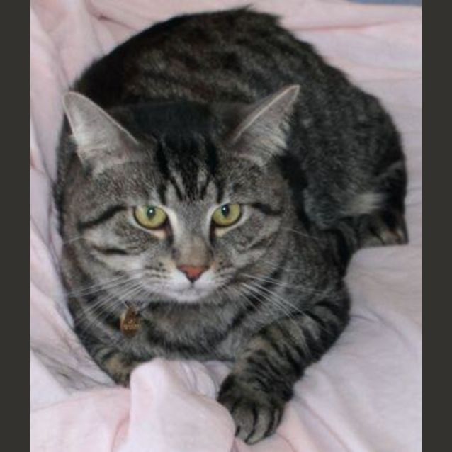 Photo of Random (C1496) **Adopted**