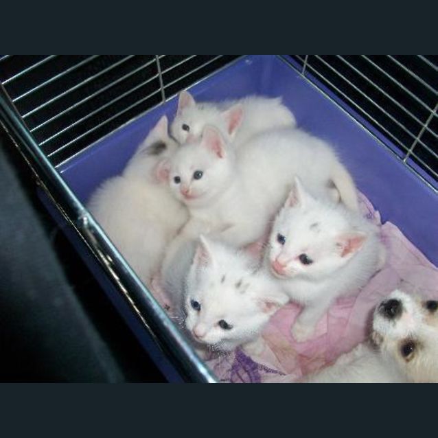 Photo of Kittens