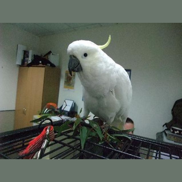 Photo of W2100 "Pipper"