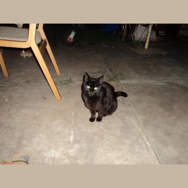Photo of Tipper