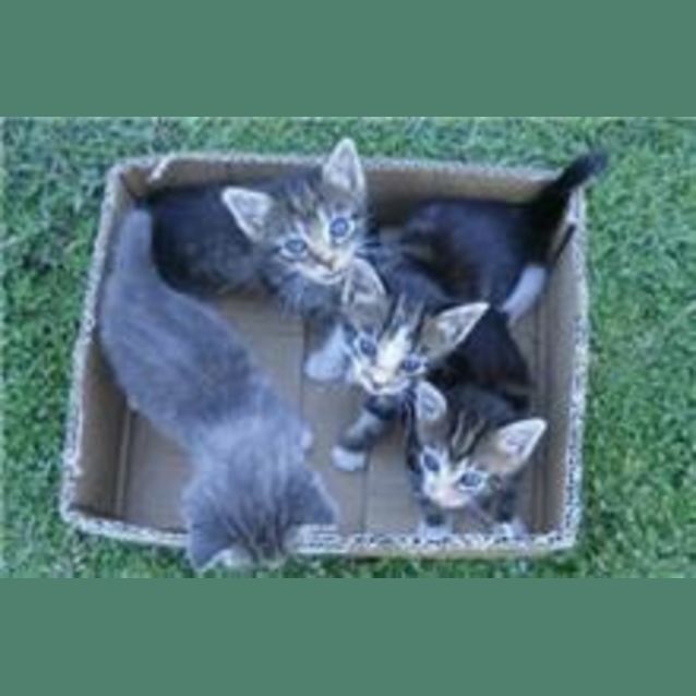 Photo of Kittens 2 Male 1 Female