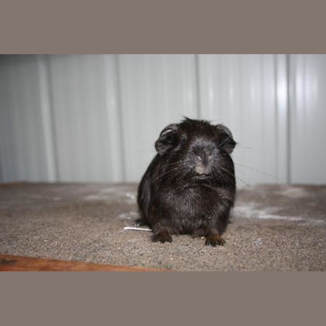 Photo of Fly