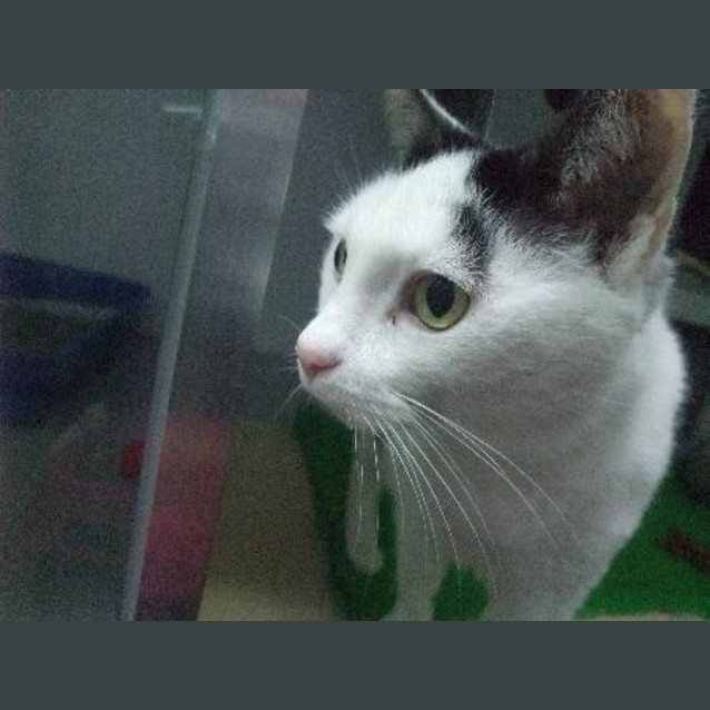 Photo of C5495 "Buffy"