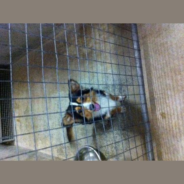 Photo of *Adoption Pending* Peppi