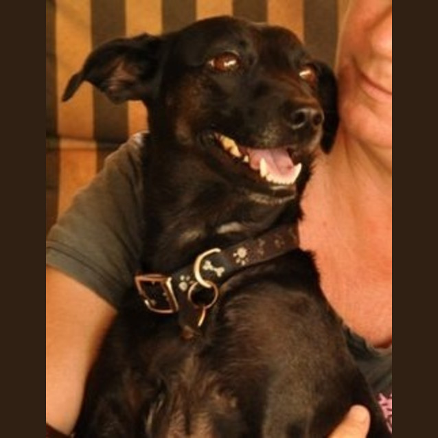 Photo of Ebony (D882)*Adopted*