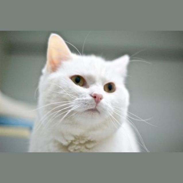 Photo of "Misty" C08824