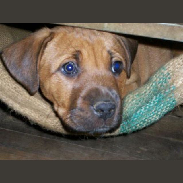 Photo of Lani "Adoption Pending"