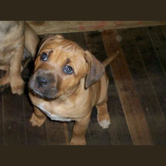 Photo of Lani "Adoption Pending"