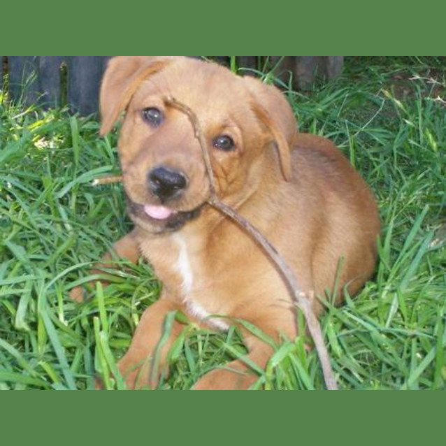 Photo of Diaz 'Adoption Pending'