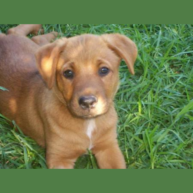 Photo of Diaz 'Adoption Pending'