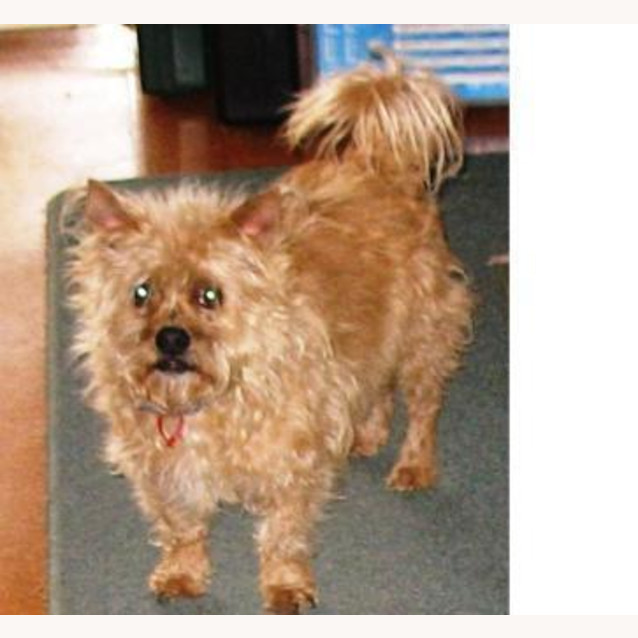 Photo of Buddy