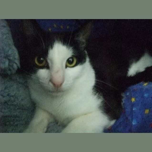 Photo of C08834 "Sylvester"