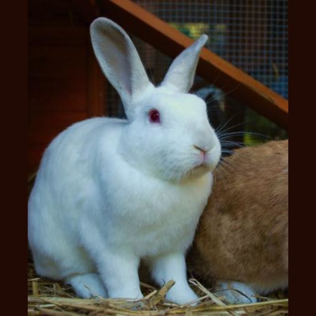 Photo of Luigi  Desexed And Vaccinated