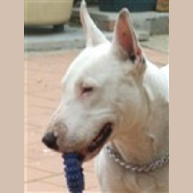 Photo of Dozer