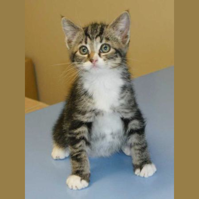 Photo of Hercules
