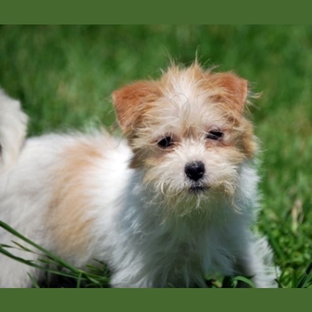 Photo of Teeny Miss Moppet