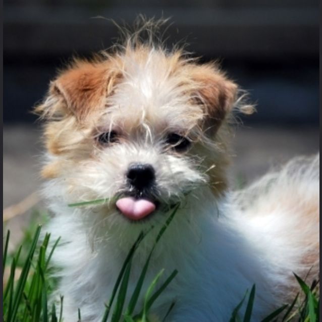 Photo of Teeny Miss Moppet