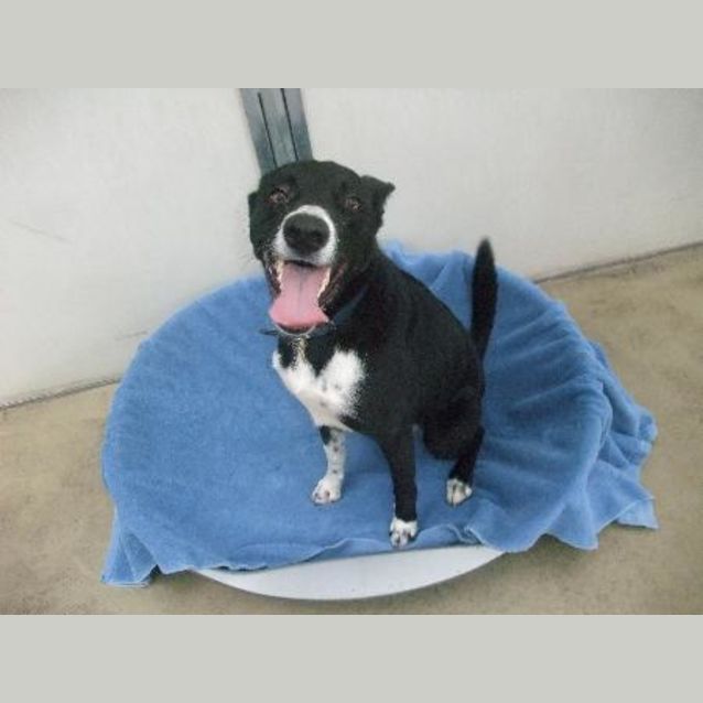 Photo of A5771   Oscar